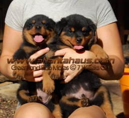 Both Rottweiler male Puppies K2 Litter
